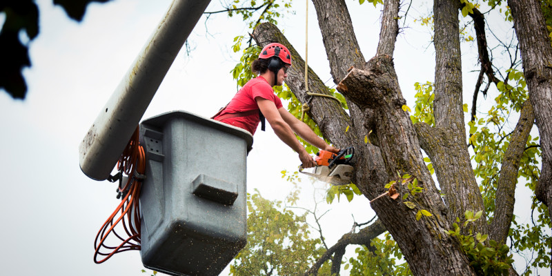 Tree Trimming in Raleigh, North Carolina